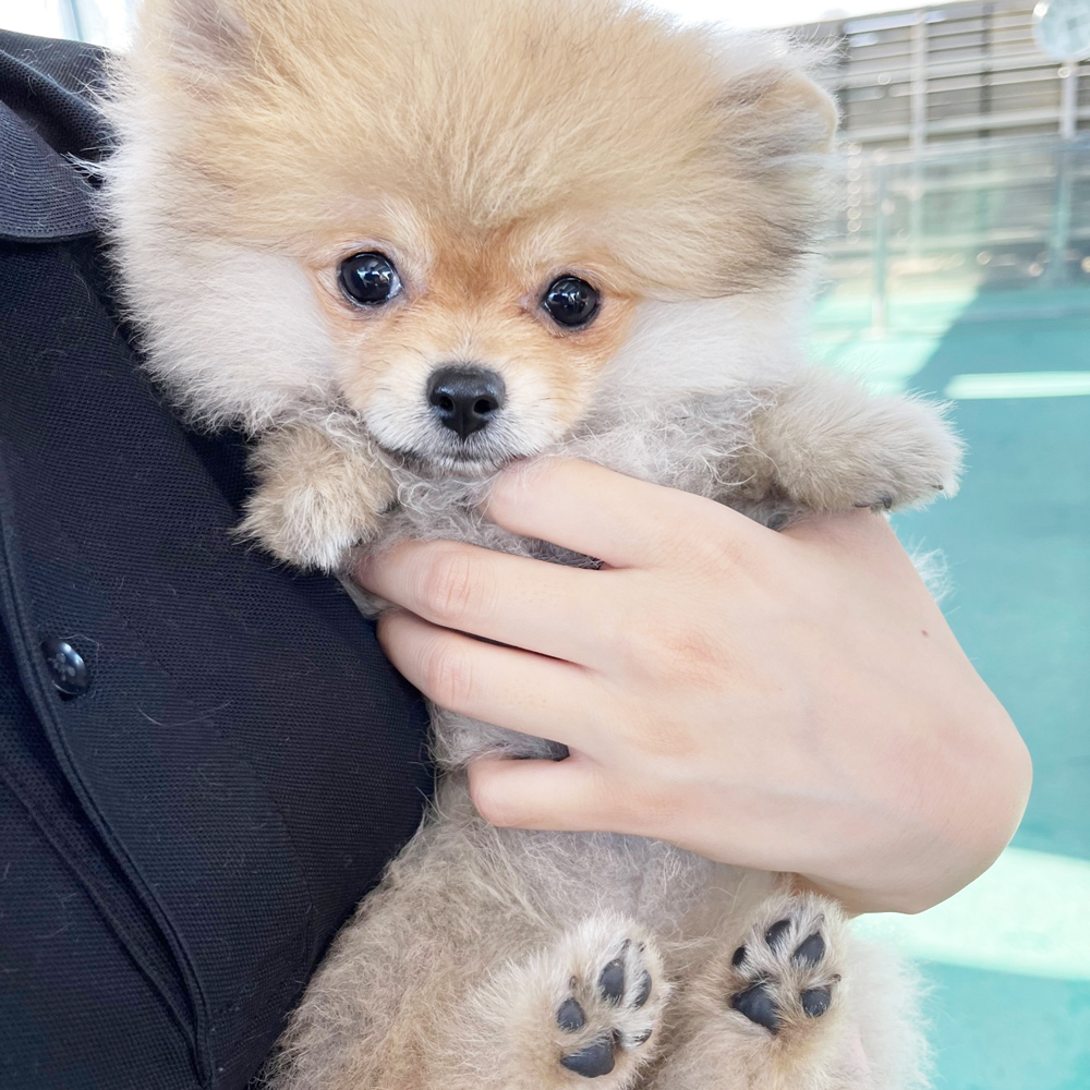 生徒が撮影したモデル犬写真②